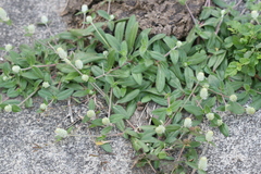 Gomphrena celosioides